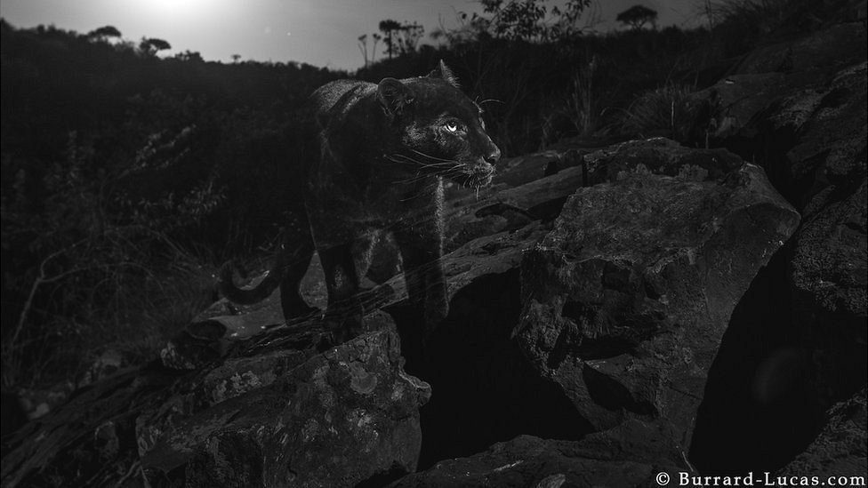La pantera negra: la extraordinaria fotografía de este sigiloso gran felino  (y por qué deberíamos llamarlo 