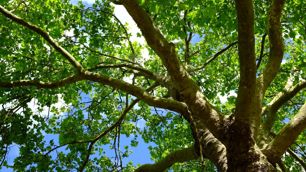 Árboles