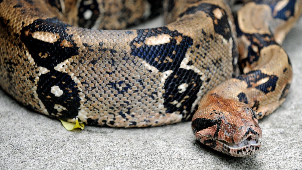 How do boa constrictors kill their prey? CBBC Newsround