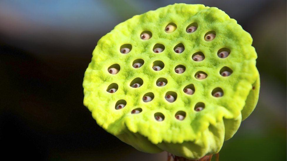 Por qué hay gente que no puede ni mirar esta flor de loto? - BBC News Mundo