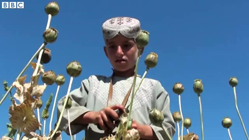 アフガン農家のけし栽培 政府は貧困が背景と - BBCニュース