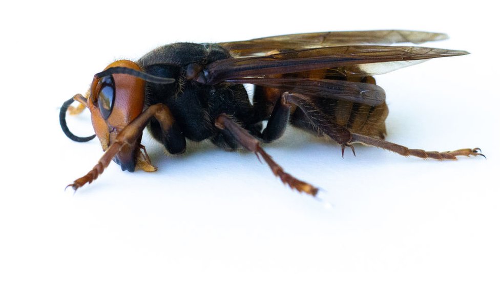 Porno onalar striptizchini chaqirishdi