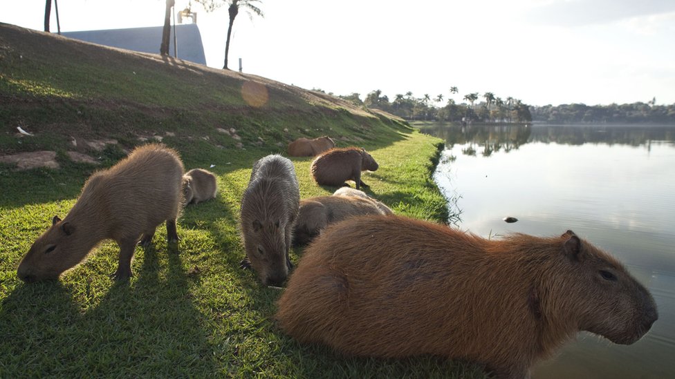 Capivara é vista em rua do Pulicano em Franca; animal teria voltado para  mata sozinho