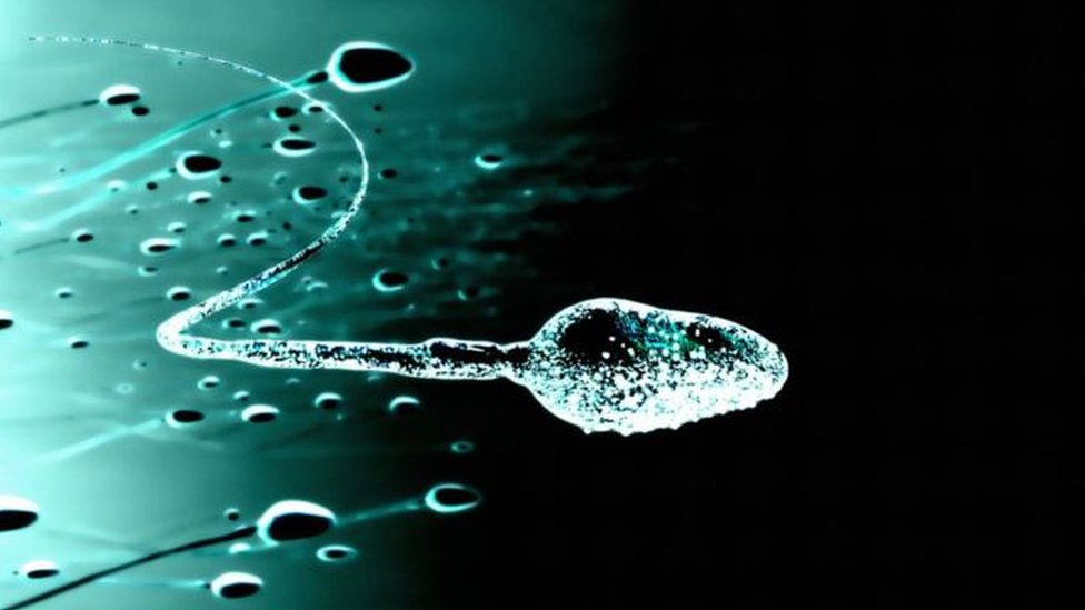 Орехи признали полезными для качества спермы: Наука: Наука и техника: intim-top.ru
