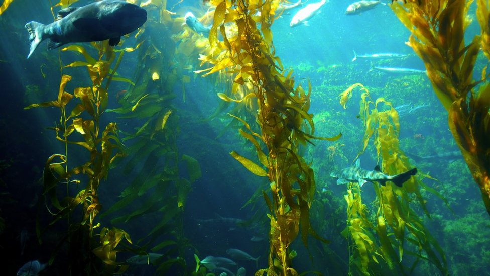 New seaweed discovered 100m below Antarctic Ocean