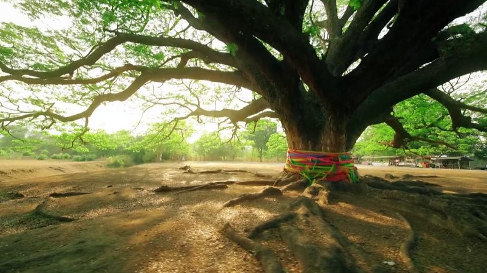 Big Question Why do trees live for so long? CBBC Newsround