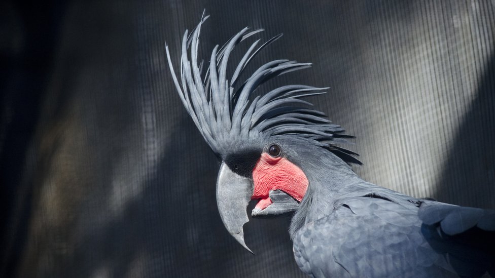 Cacatúa enlutada