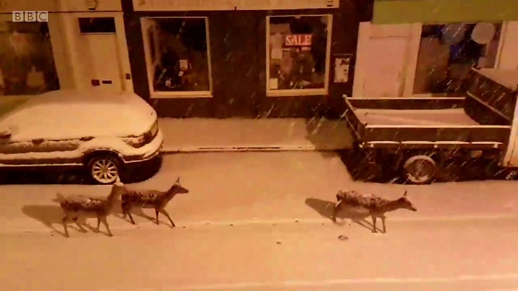 UK weather: Deer spotted in