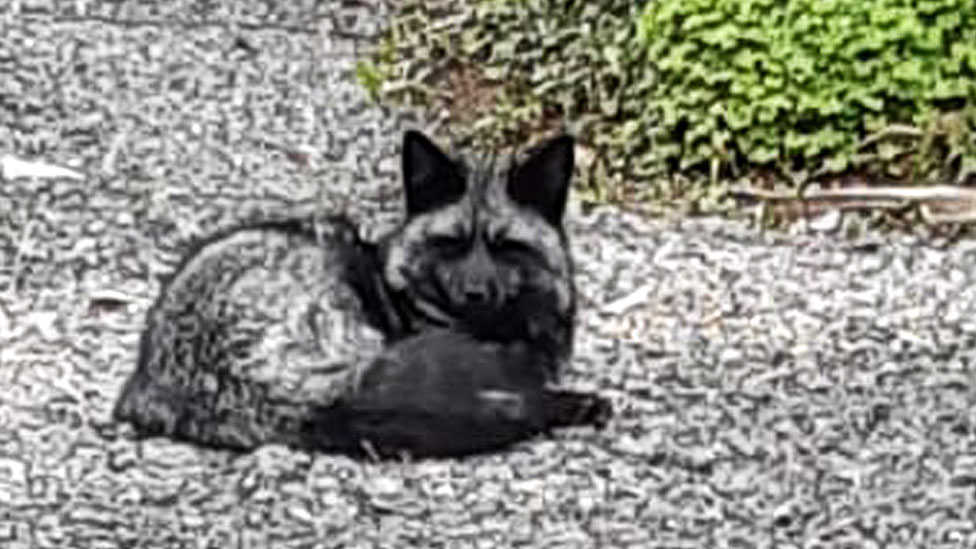 Rare black fox is spotted roaming the streets