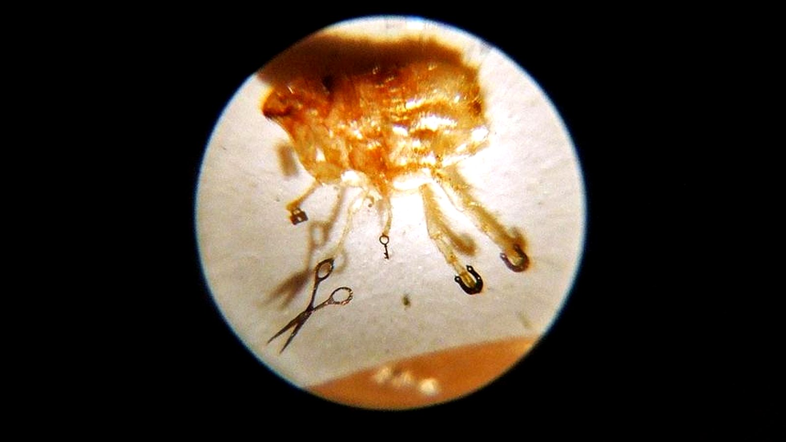 Подкованная блоха без микроскопа