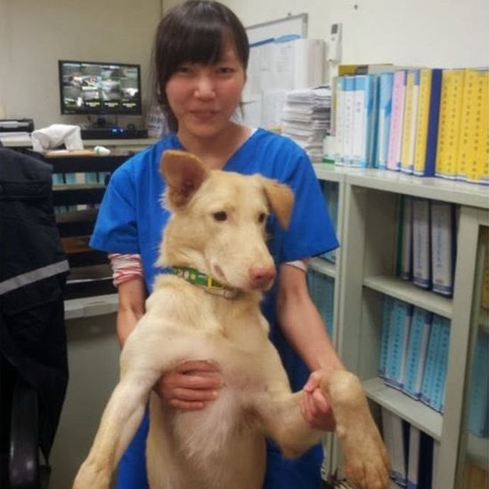 Chien junto a su mascota.