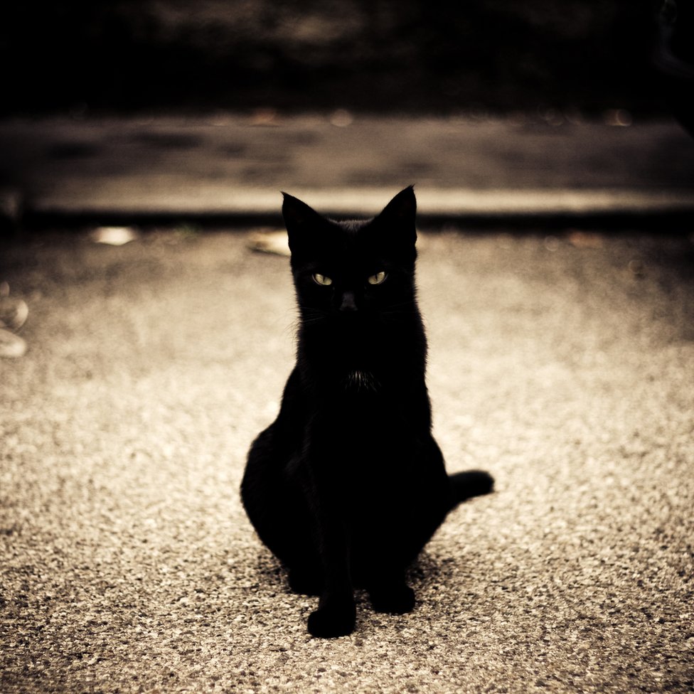 Kucing hitam