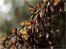 VIDEO: Mexico butterfly haven at risk