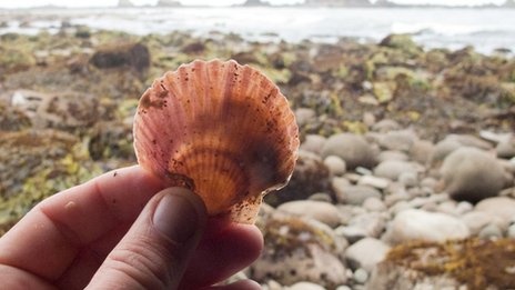 米海岸に日本から大量の生物漂着 東日本大震災の津波で流され - BBC