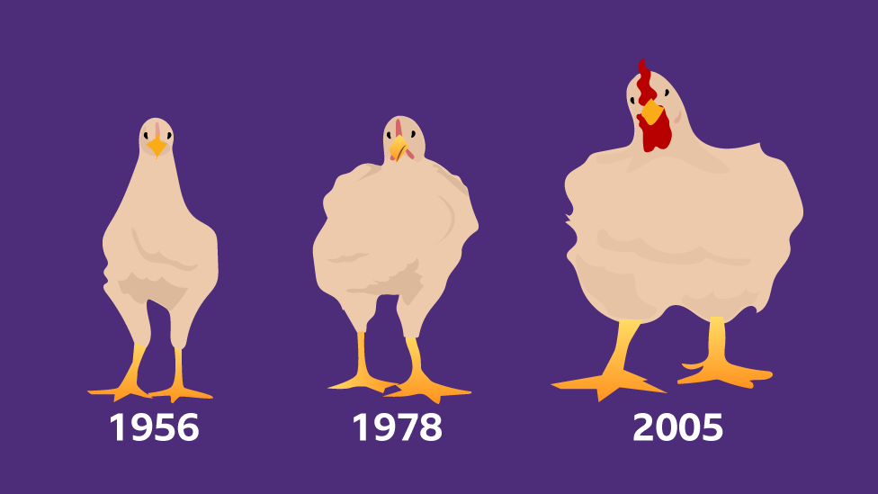 Chicken Evolution: Galinhas – Apps no Google Play