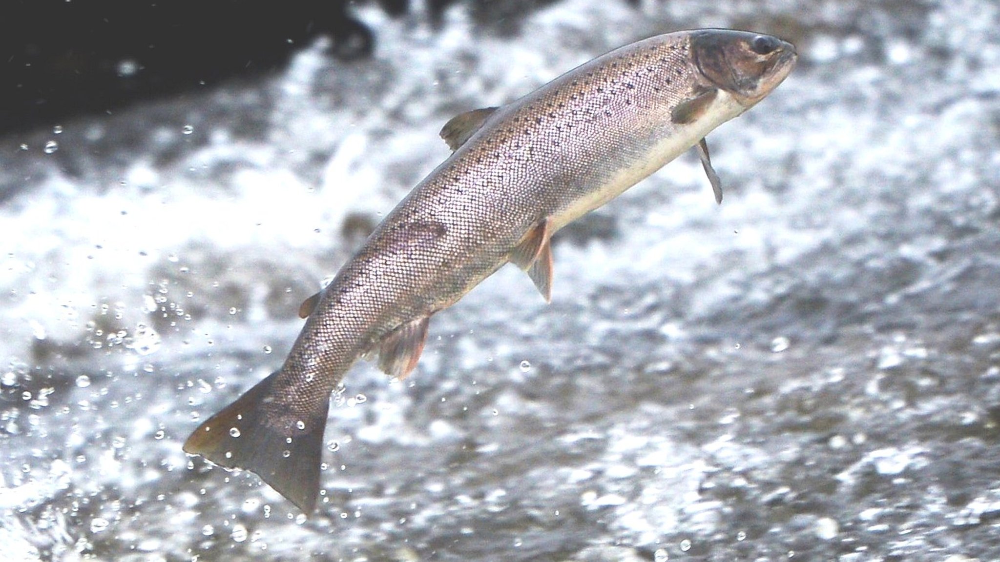 Fish stock concerns grow amid low water levels