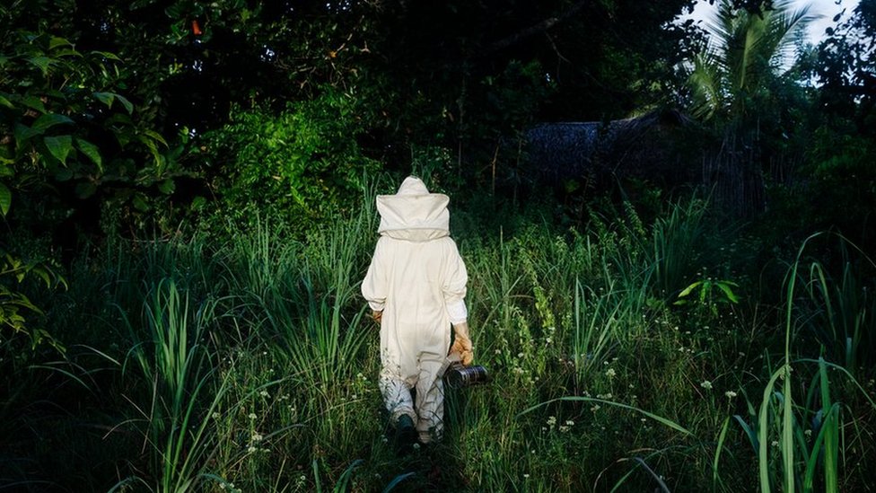 The forest beekeepers of Zanzibar