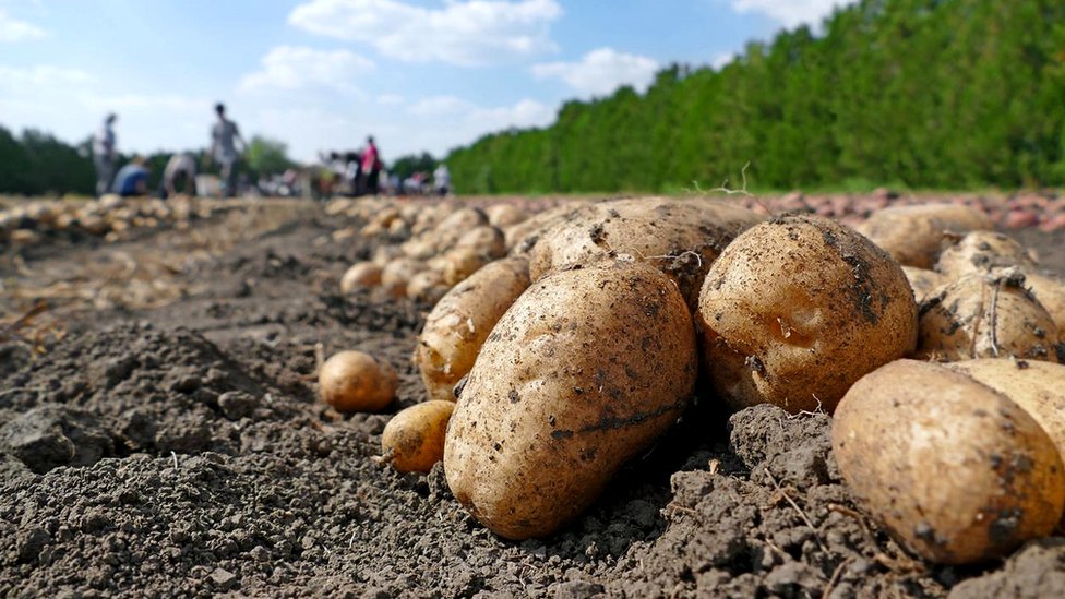 Вегетарианство приводит к снижению качества мужского семени