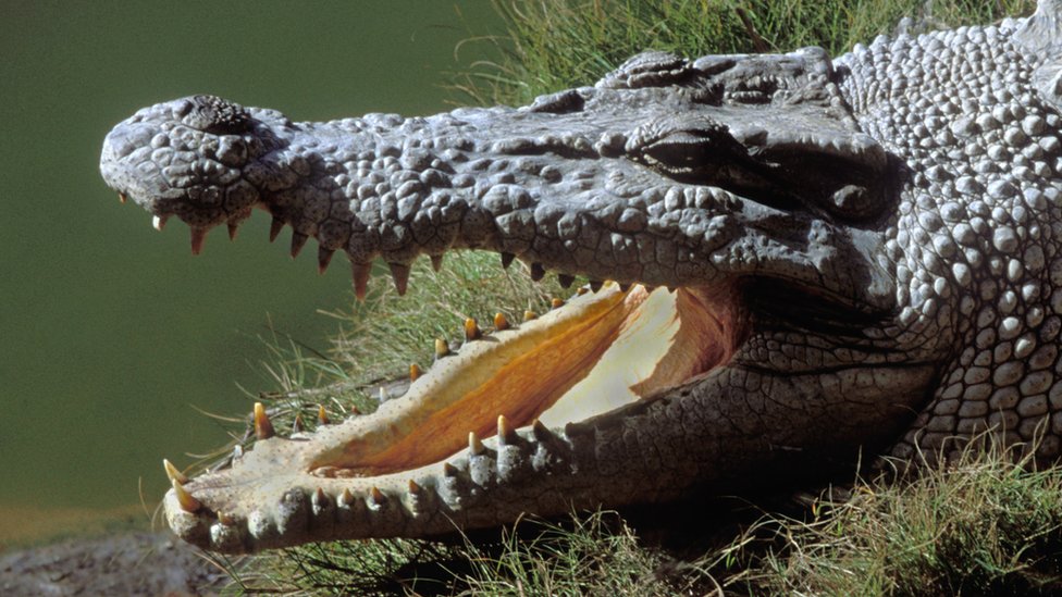 Missing Australian's body found inside crocodile