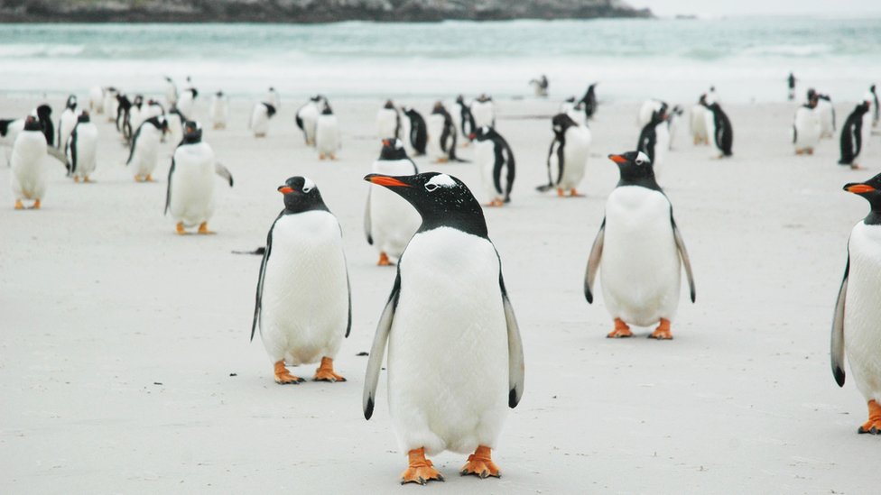 Pebbles and penguins: The Falklands island up for sale