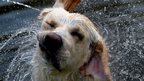 Labrador dog shaking off water