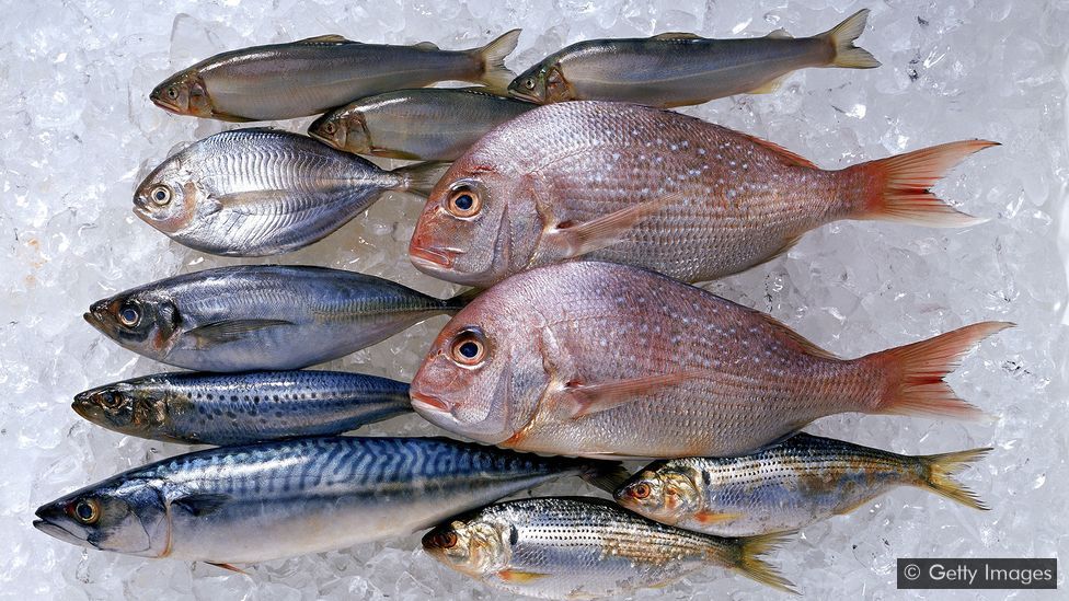 Salmão ou tilápia: qual peixe é mais nutritivo e saudável? - 10/02/2021 -  UOL VivaBem