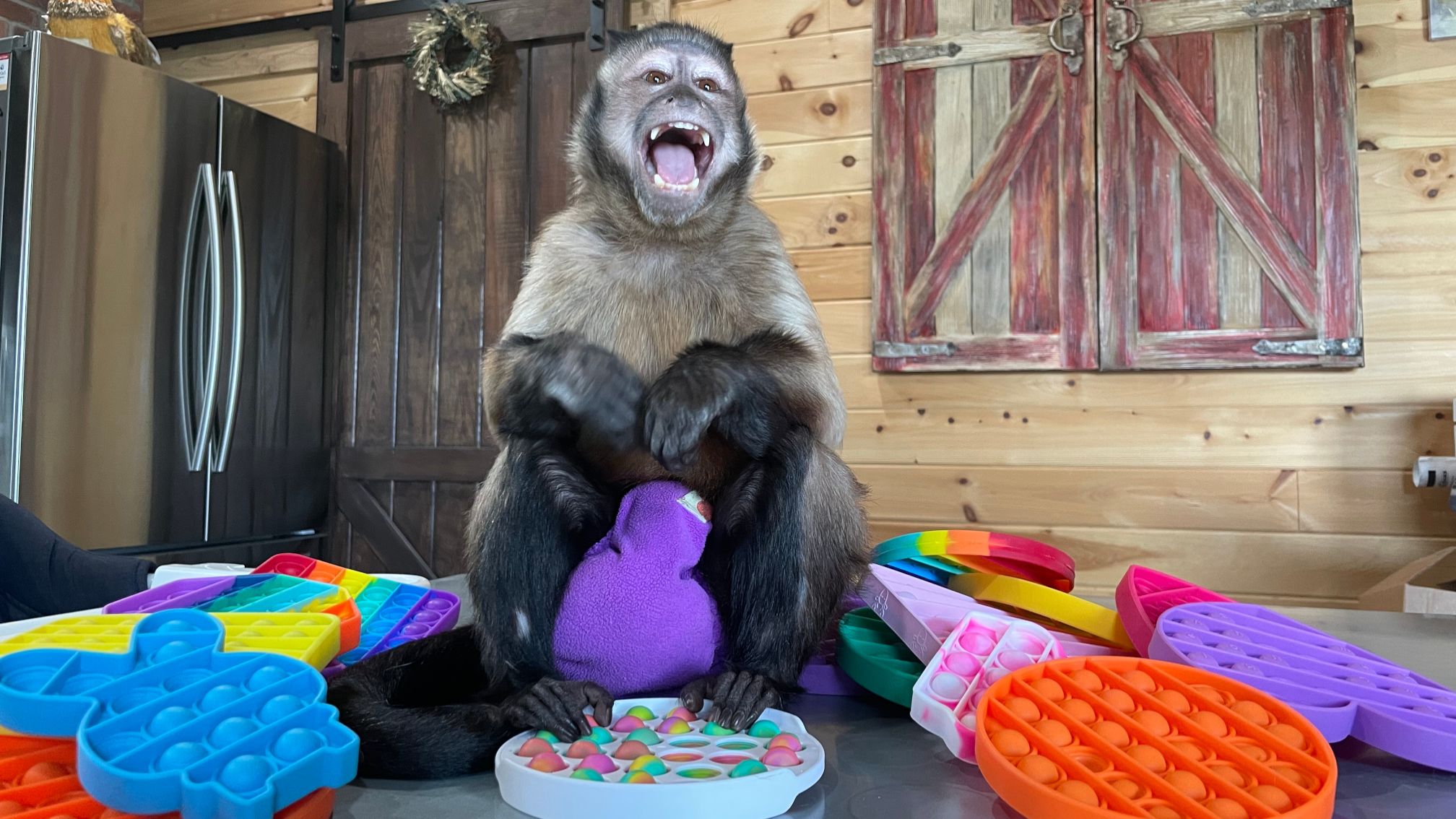Pop-it: cómo un mono desató la por comprar uno de los juguetes más vendidos más del - BBC News Mundo