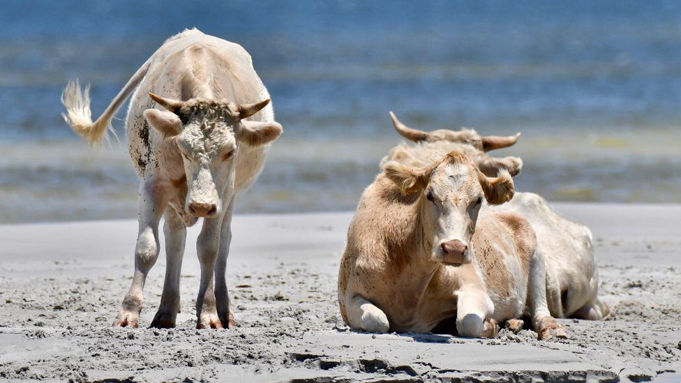 Cow swim can Can Cows