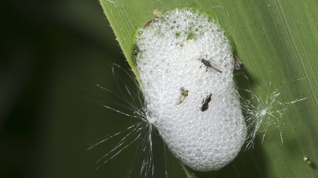 Cuckoo spit: The foamy white goo on your plants - BBC Newsround