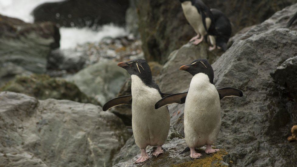 Pingüinos de penacho amarillo.