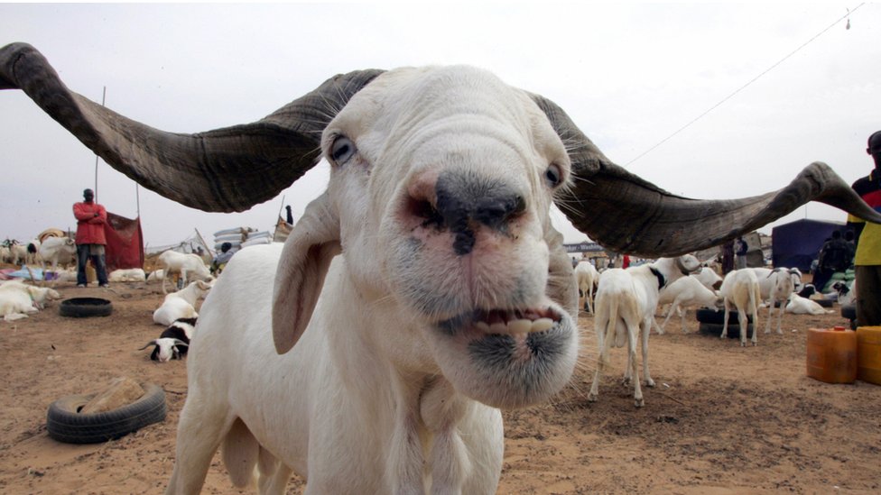 'Save trees when roasting Eid sheep' in Niger