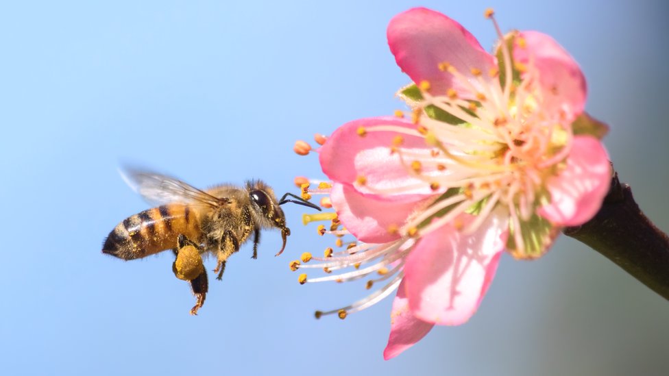 La abeja de miel; su naturaleza, sus hogares y sus productos. Las abejas.  La miel de abeja. recoger el polen, y para actuar como peines y cepillos  para todas las partes