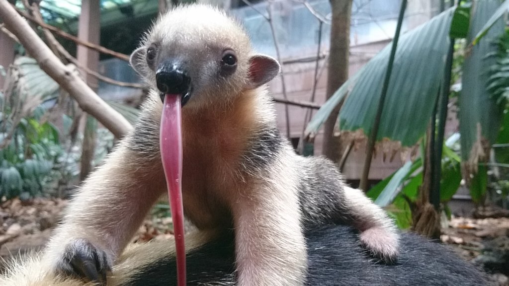 Baby tamandua born at UK zoo - CBBC Newsround