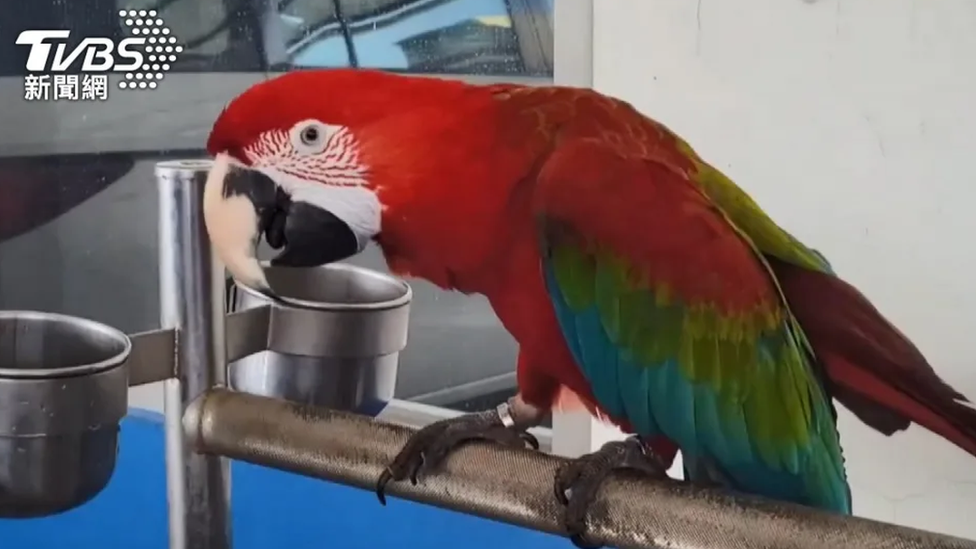Owner fined $90k after parrot injures doctor