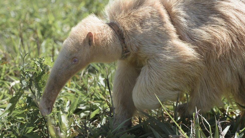 Os animais também podem ser albinos