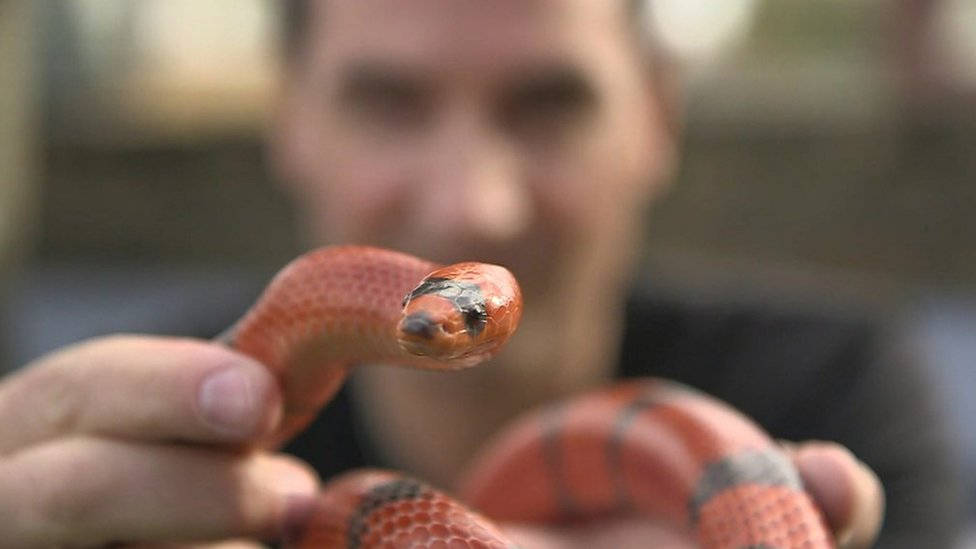 Ilha das Cobras: o que você não sabia sobre a ilha tomada por serpentes no  litoral brasileiro