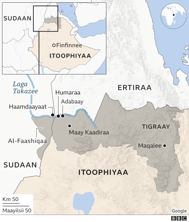 Burro bilan jinsiy aloqa onlayn