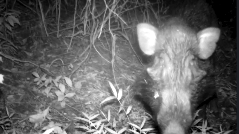 Imagen del cerdo verrugoso de Java capturado con una cámara oculta.