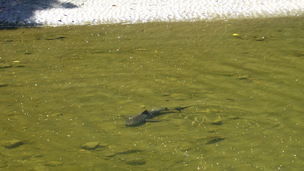 Un tiburón toro en un río del parque nacional Corcovado en Costa Rica.