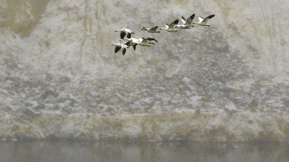 Thousands' of geese die in toxic Montana pit mine - BBC News