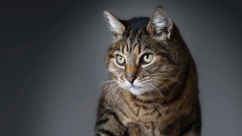 关于猫咪你可能不知道的16个事实- BBC 英伦网
