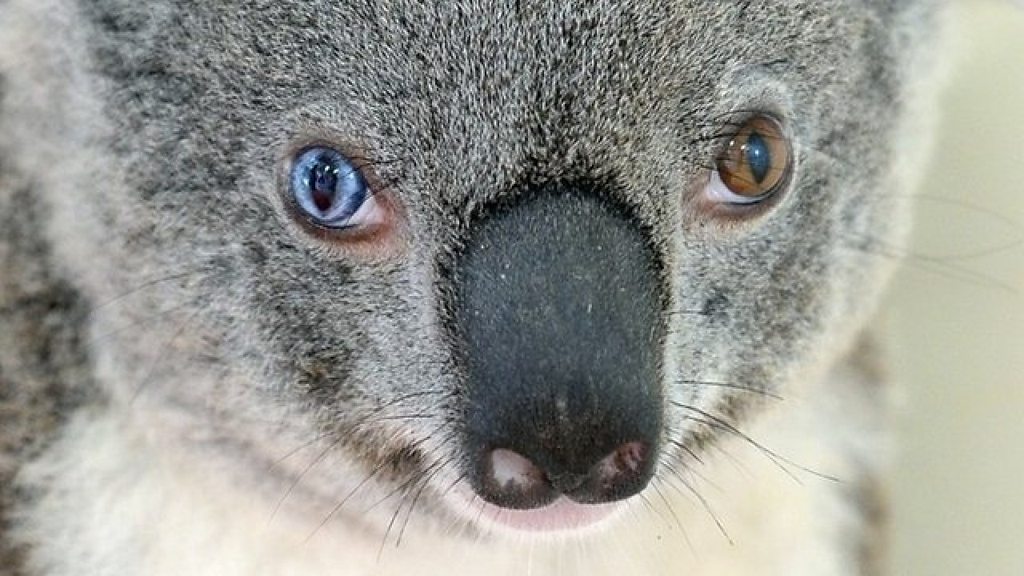 まるでボウイのようなコアラ保護 - BBCニュース
