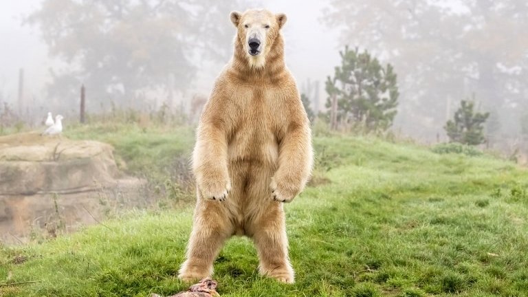 First Polar Bear Cub Born In The UK For 25 Has Left Scotland For 