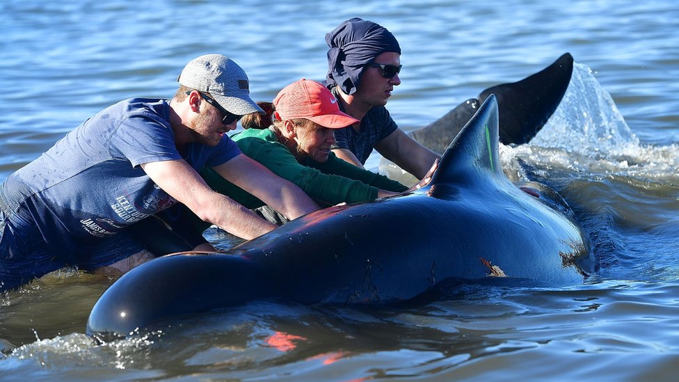 New Zealand rescuers refloat 100 stranded whales