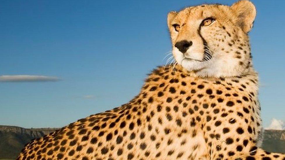 Female cheetah dies from mating injuries in India