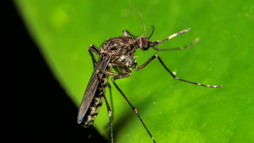 Mosquito