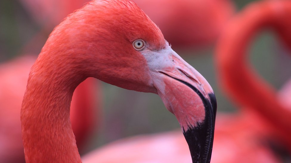 Runaway Flamingo That Escaped From A Kansas Zoo 17 Years Ago Is Spotted In  Texas NPR