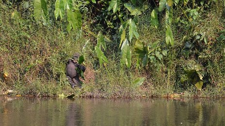 Man of the forest, Lefini, Republic of Congo
