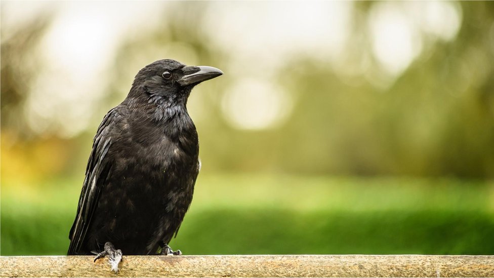 烏鴉可能是除靈長類外最聰明的動物- BBC 英伦网