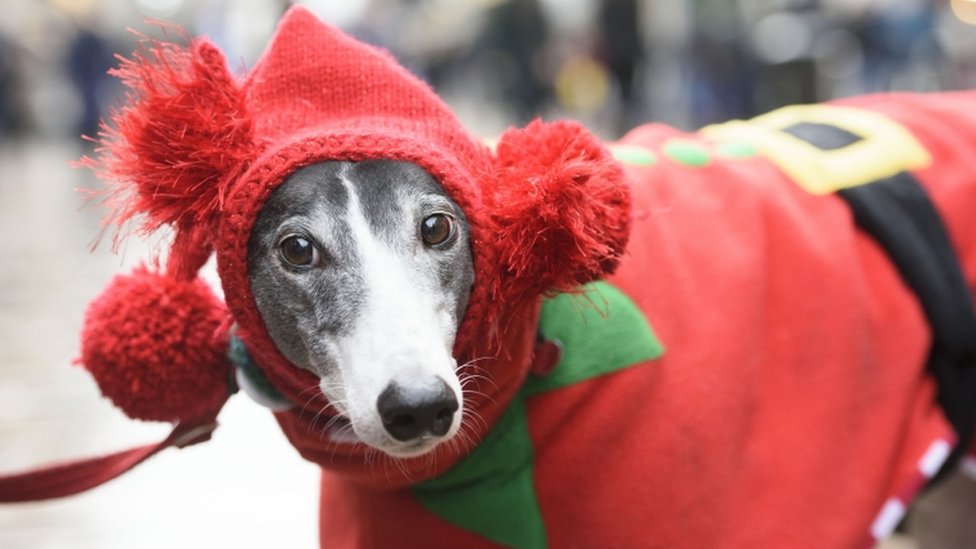 Un perro vestido de elfo en Glasgow